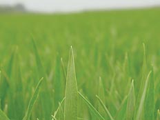 barley leaves contain tremendous nutrients for excellent health
